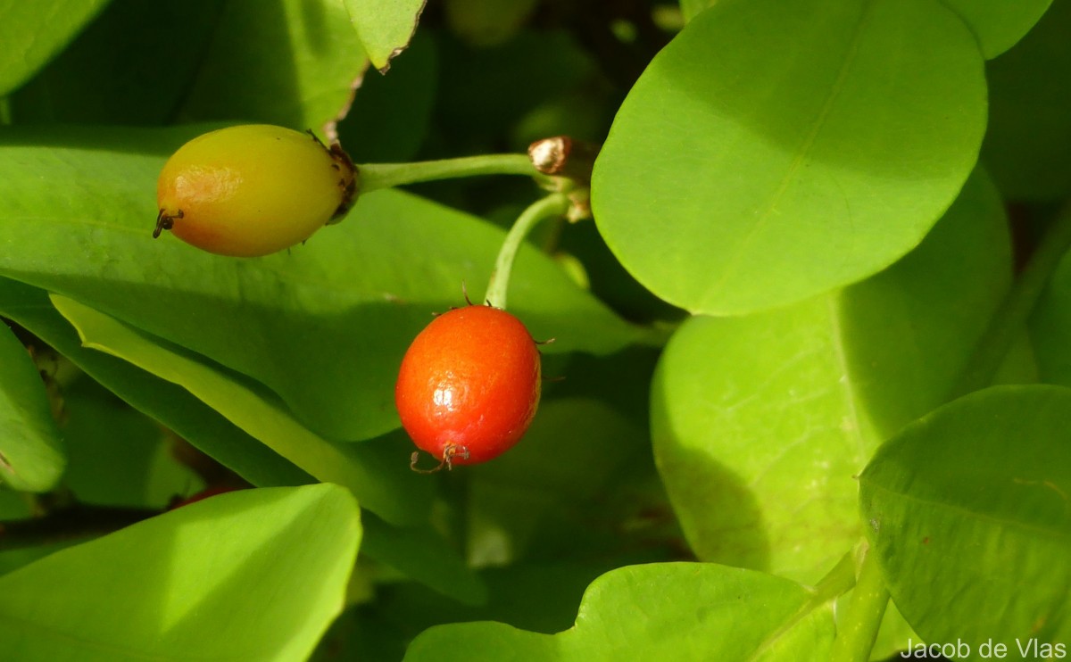 Erythroxylum novogranatense (D.Morris) Hieron.